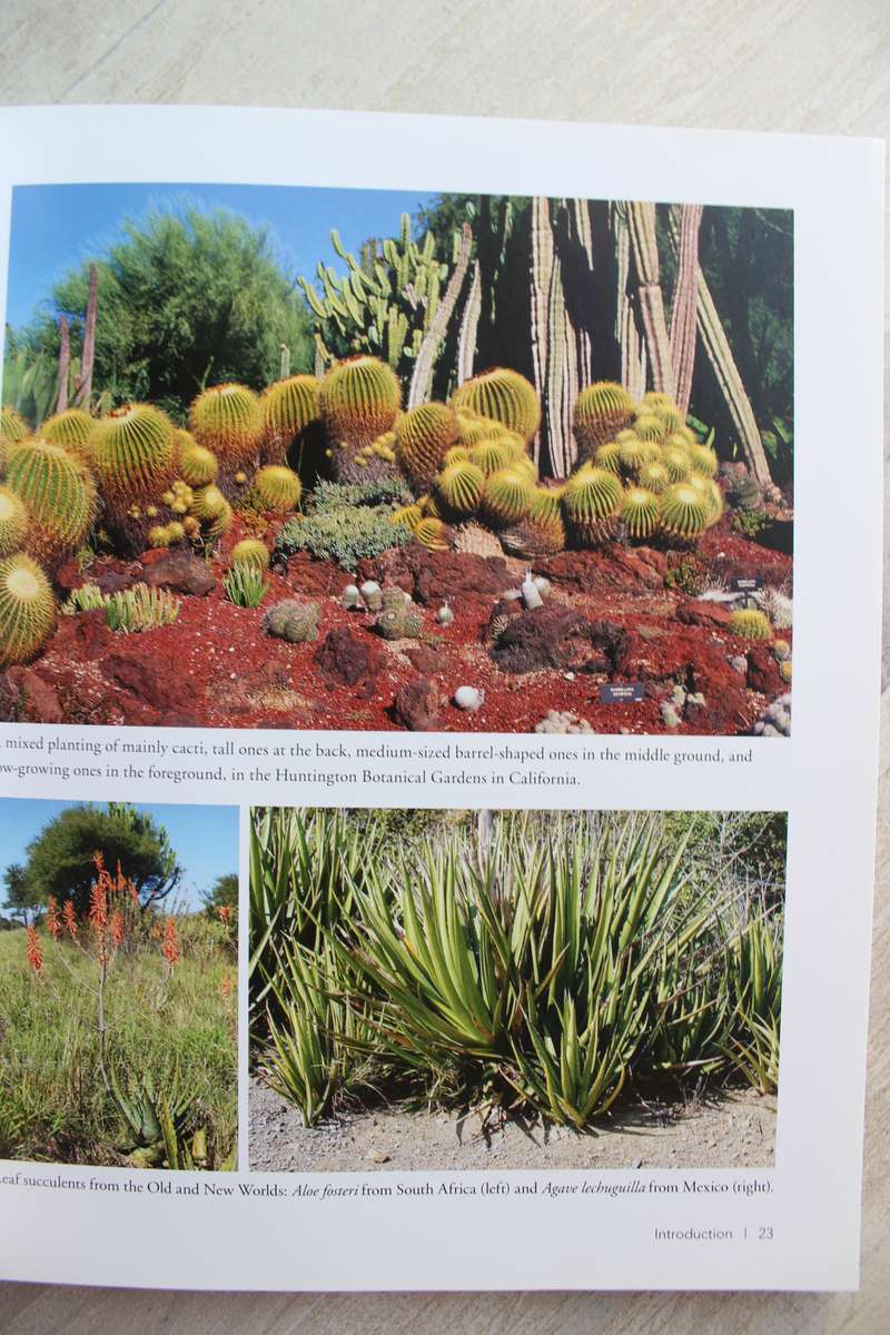 Succulent Paradise - Smith & Figueiredo