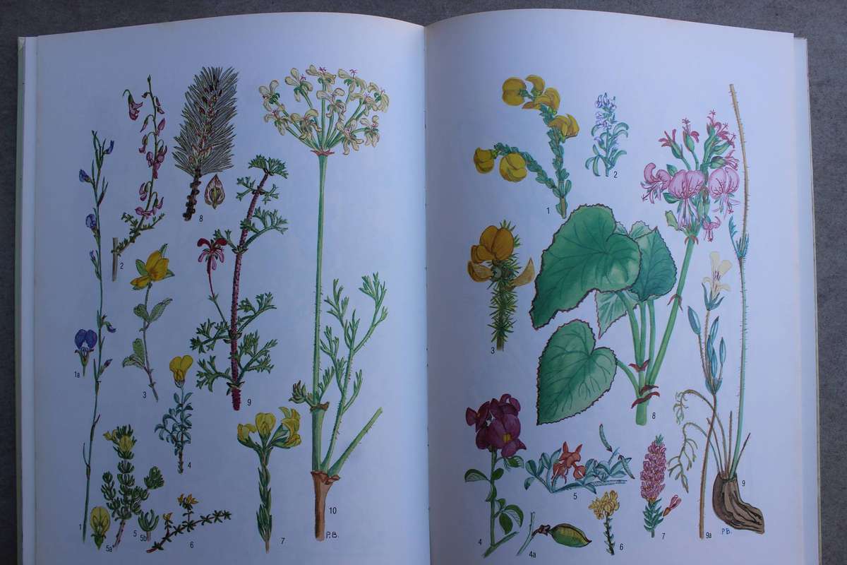GETEKEN: Blomplante van Suid-Kaapland / Pauline Bohnen