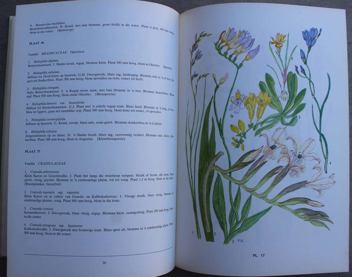 GETEKEN: Blomplante van Suid-Kaapland / Pauline Bohnen