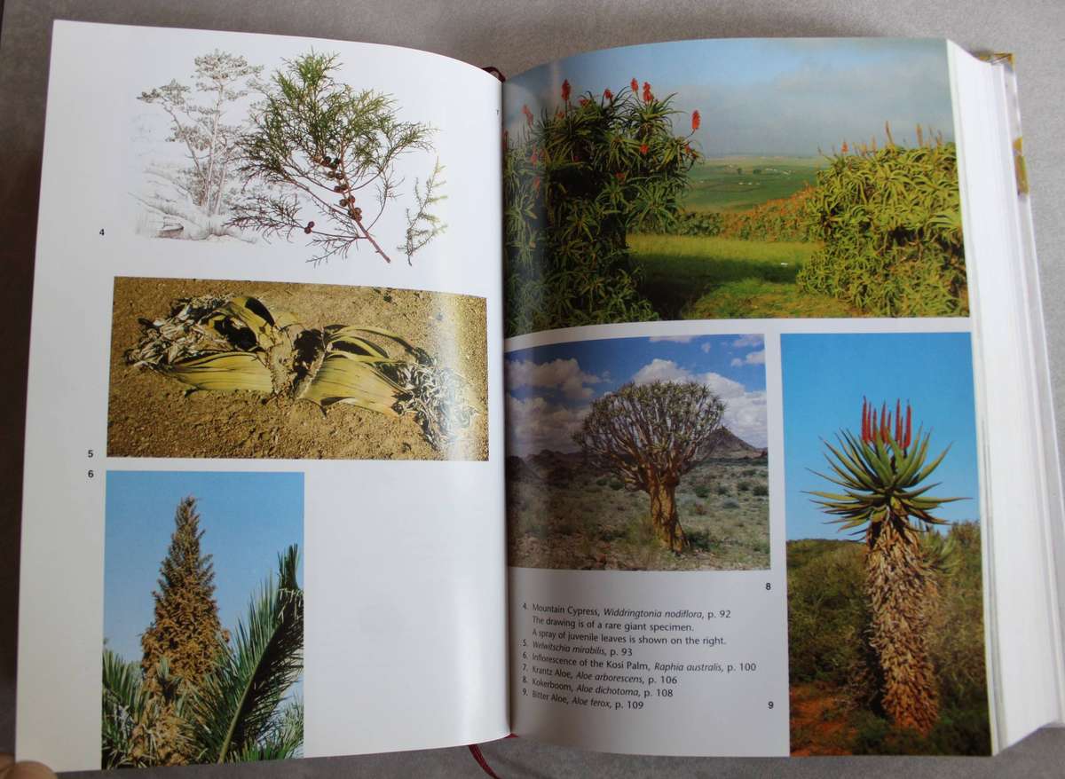 Trees of Southern Africa - Keith Coates Palgrave