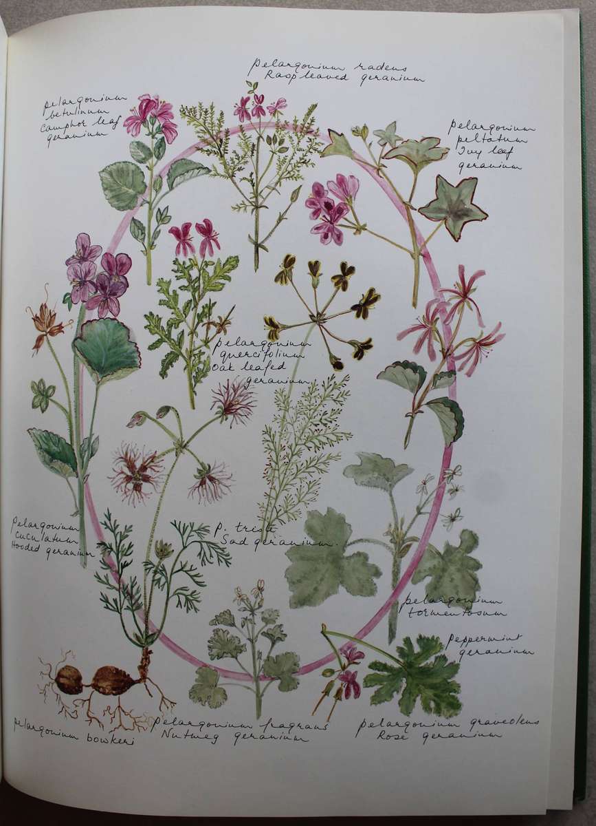 Indigenous Healing Plants - Roberts, Margaret