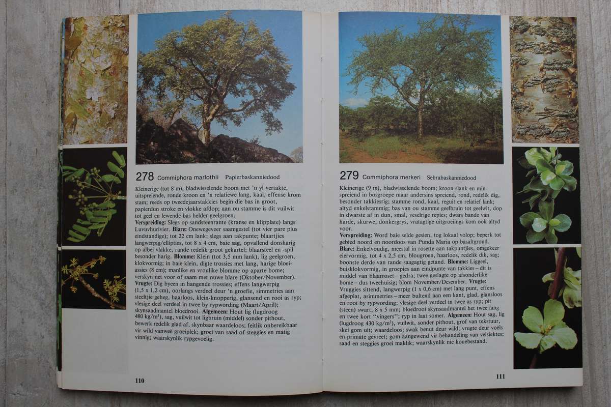 Veldgids tot die bome van die Nasionale Krugerwildtuin - Piet Van Wyk