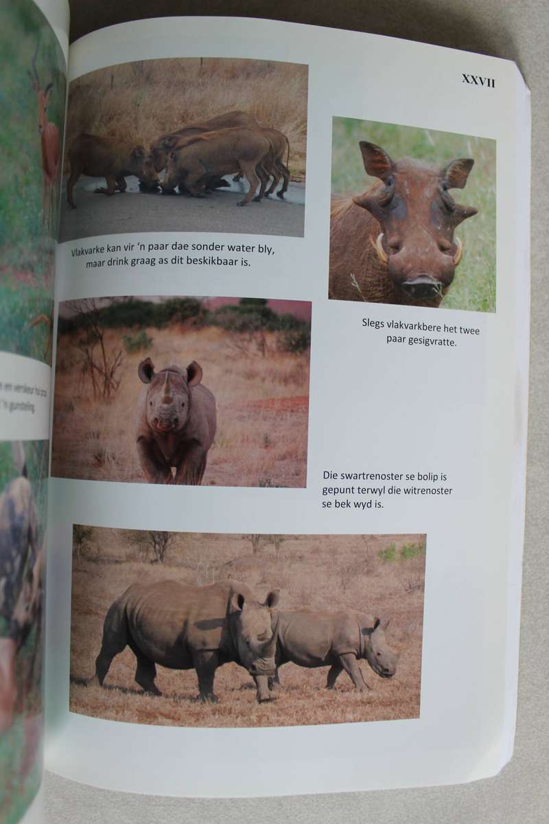 Aardwolf tot Ystervark: Vrae en Antwoorde - Riëtte Conradie