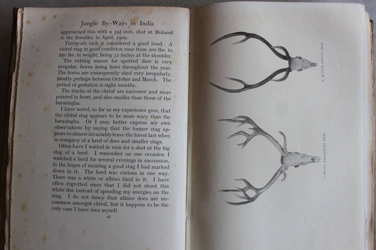 Jungle By-Ways in India - Stebbing / Asian Big Game Hunting