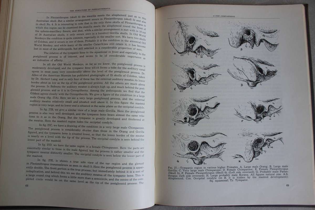 Robert Broom, J. T. Robinson, G. W. H. Scheepers /  Sterkfontein Ape-Man Plesianthropus