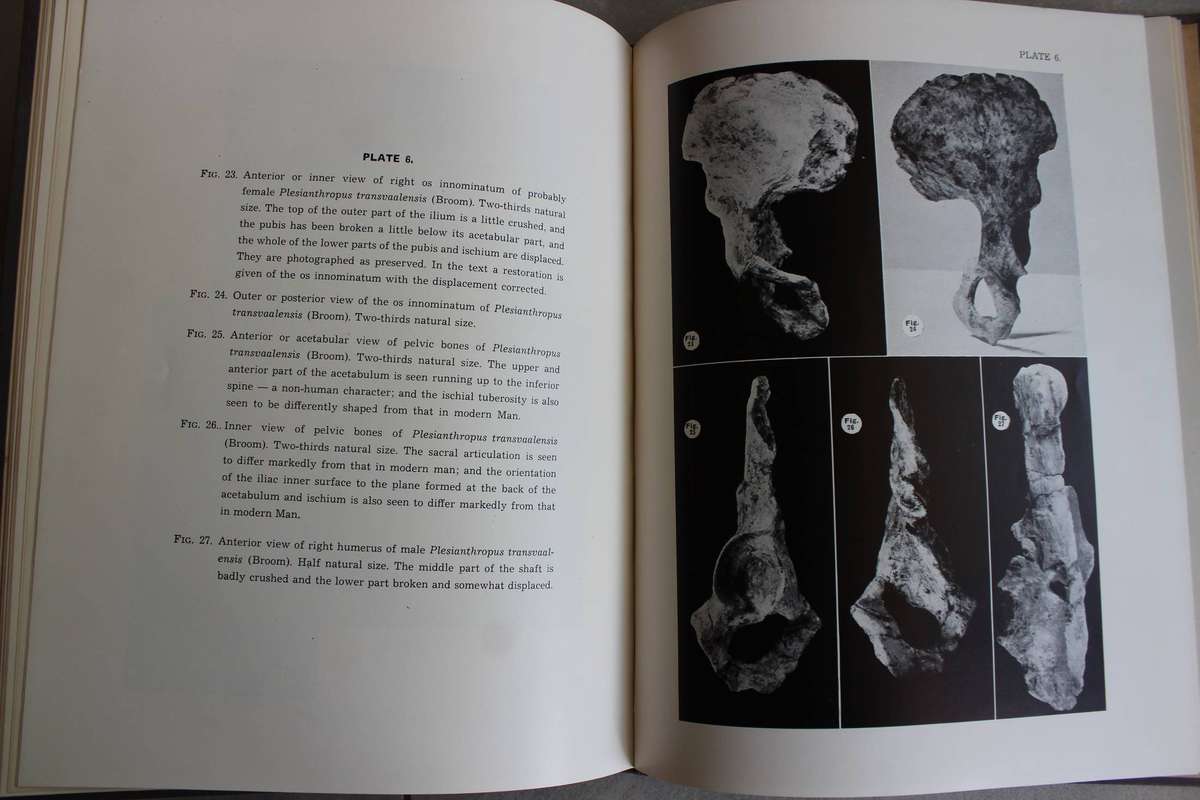 Robert Broom, J. T. Robinson, G. W. H. Scheepers /  Sterkfontein Ape-Man Plesianthropus