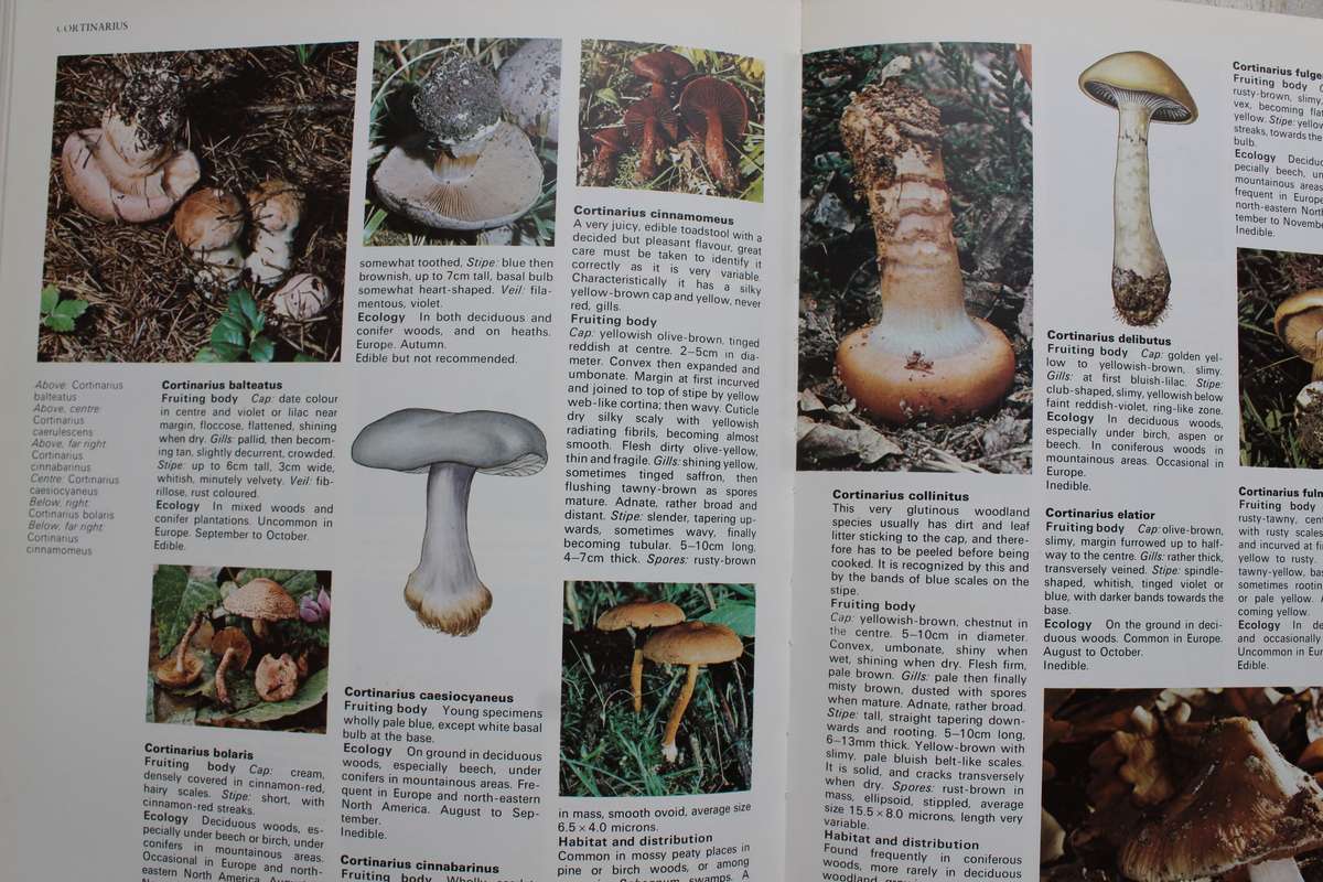The Encyclopedia of Mushrooms - Dickinson & Lucas