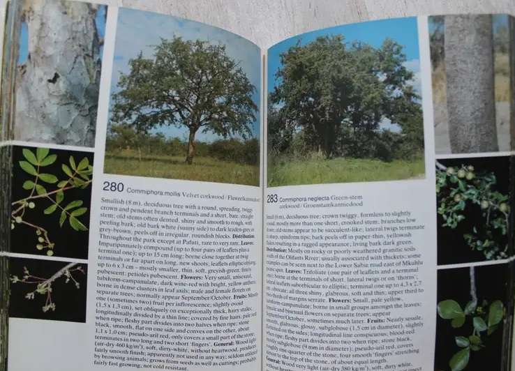 Field Guide to the Trees of the Kruger National Park. Piet van Wyk.