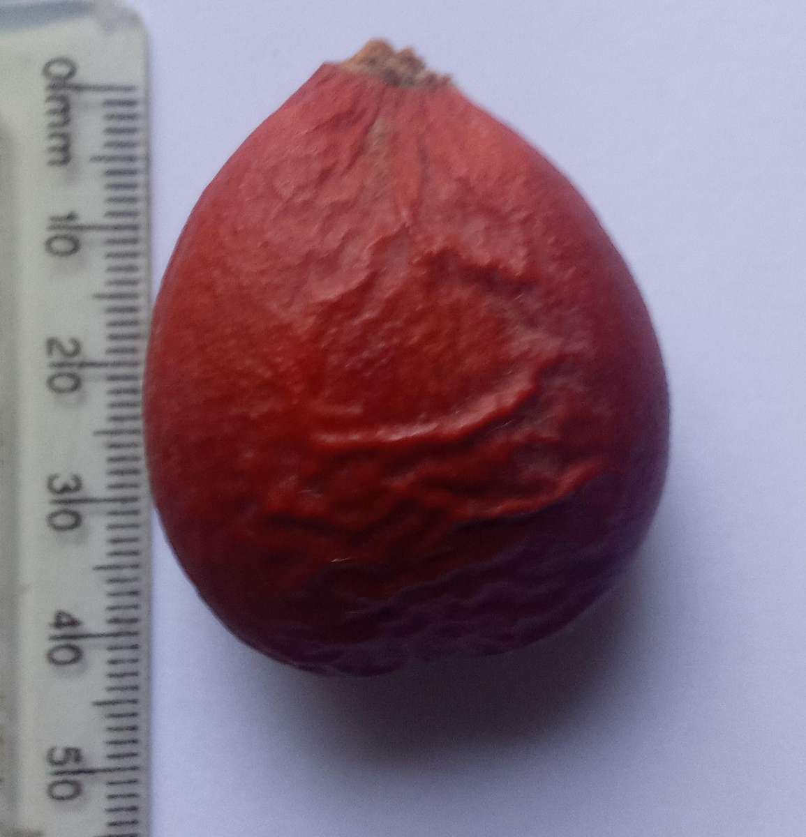 Cycad Revoluta 20 Fresh Seeds