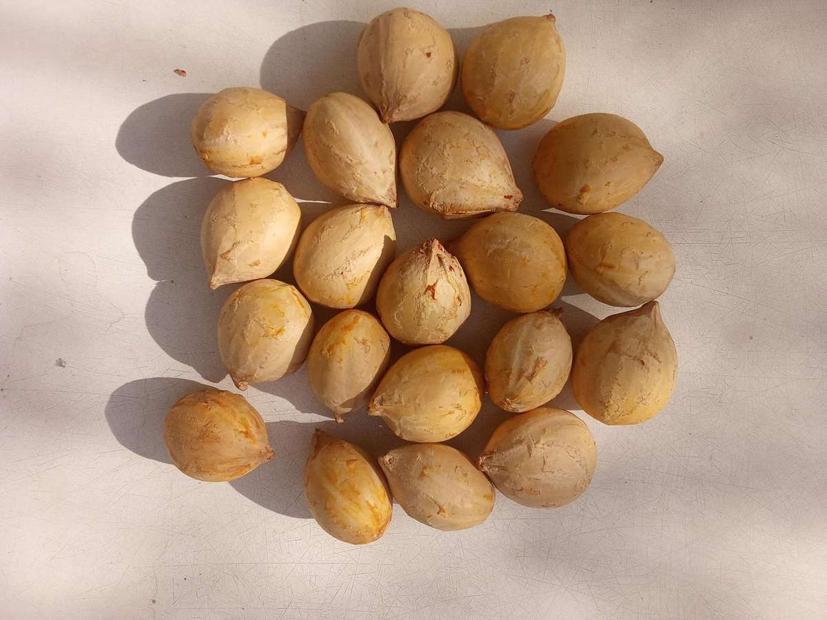 Cycad Revoluta 20 Fresh Seeds