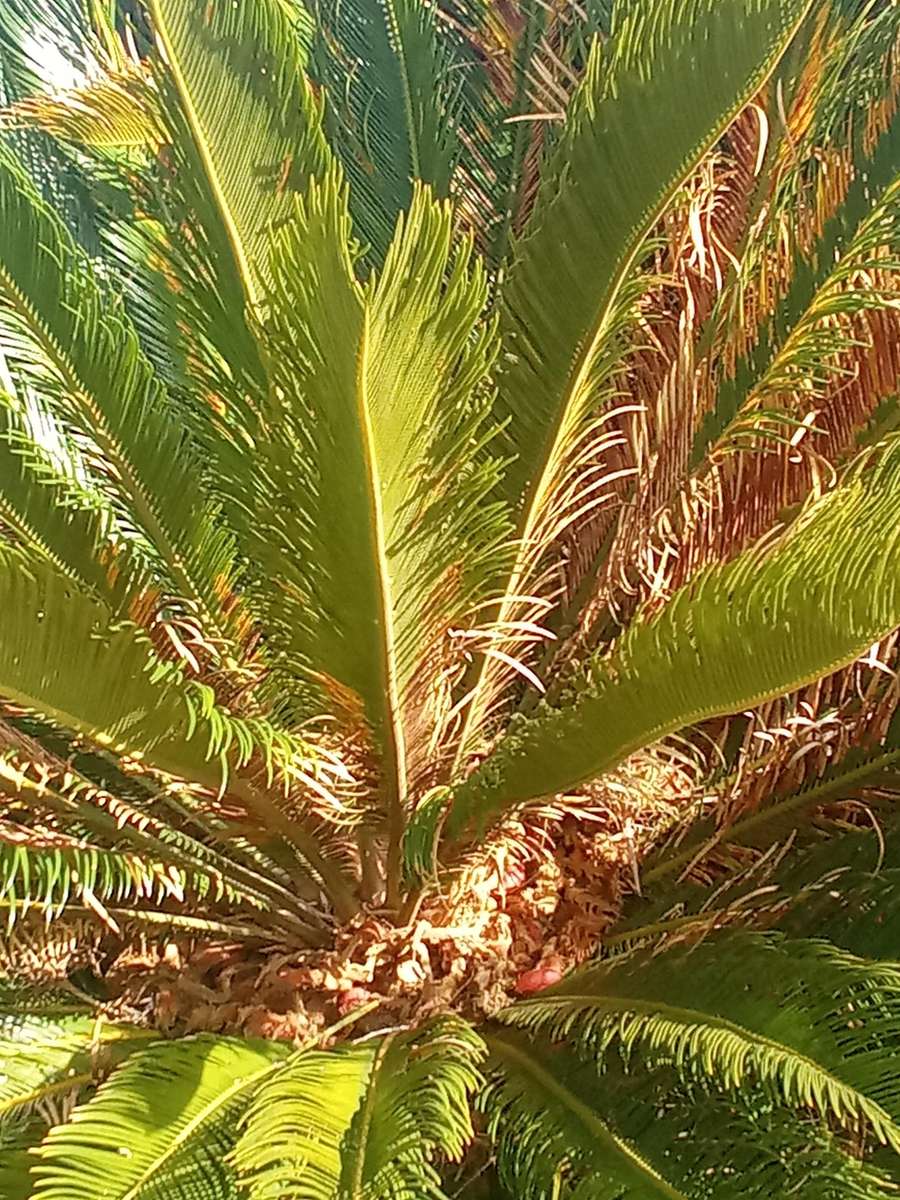 Cycad Revoluta 20 Fresh Seeds