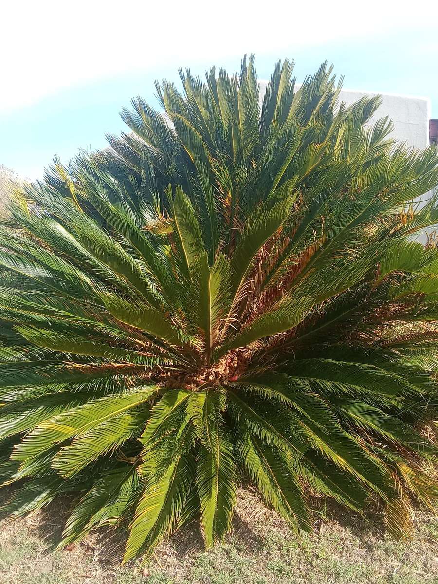 Cycad Revoluta 20 Fresh Seeds