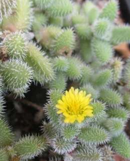 PICKLE SUCCULENTS -  TRAY OF SIX