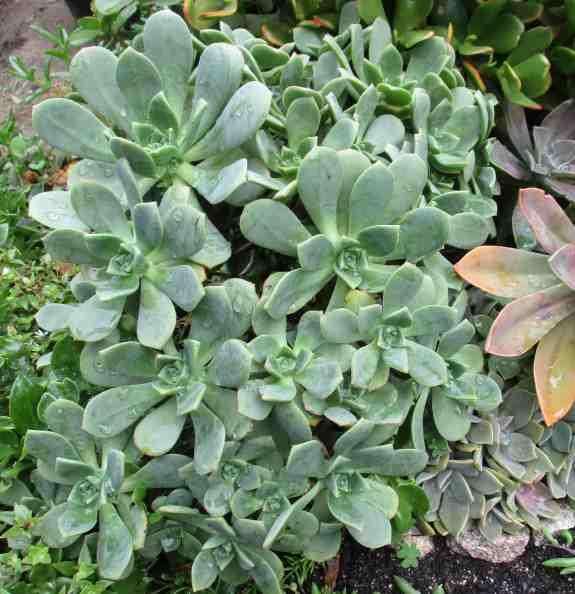 AEONIUM PINWHEEL SUCCULENTS - TRAY OF SIX