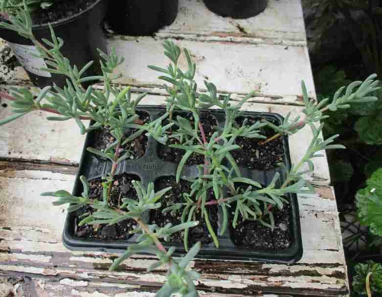 VYGIE - STUNNING RED FLOWERS, TRAY WITH 6 PLANTS ( succulents )