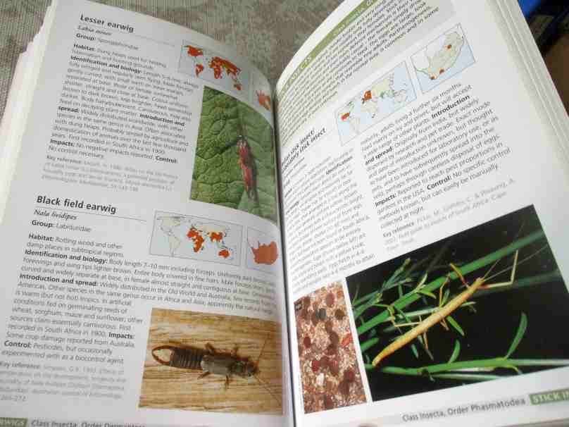 ALIEN &  INVASIVE ANIMALS - A SOUTH AFRICAN PERSPECTIVE - MIKE PICKER & CHARLES GRIFFITHS