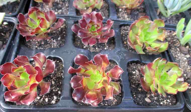 GREEN/BROWN AEONIUM SUCCULENTS, TRAY WITH 6 PLANTS /