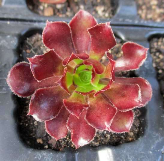 GREEN/BROWN AEONIUM SUCCULENTS, TRAY WITH 6 PLANTS /
