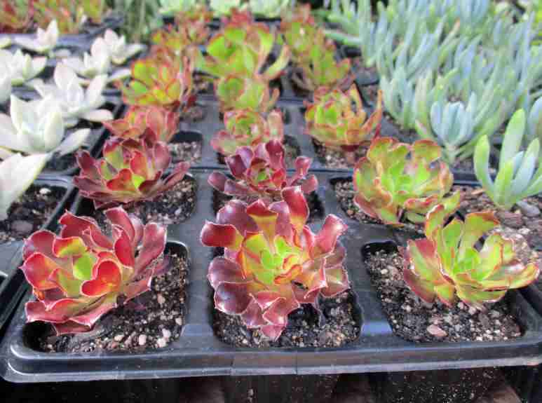 GREEN/BROWN AEONIUM SUCCULENTS, TRAY WITH 6 PLANTS /