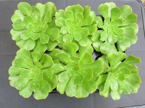 GREEN AEONIUM SUCCULENTS, TRAY WITH 6 PLANTS