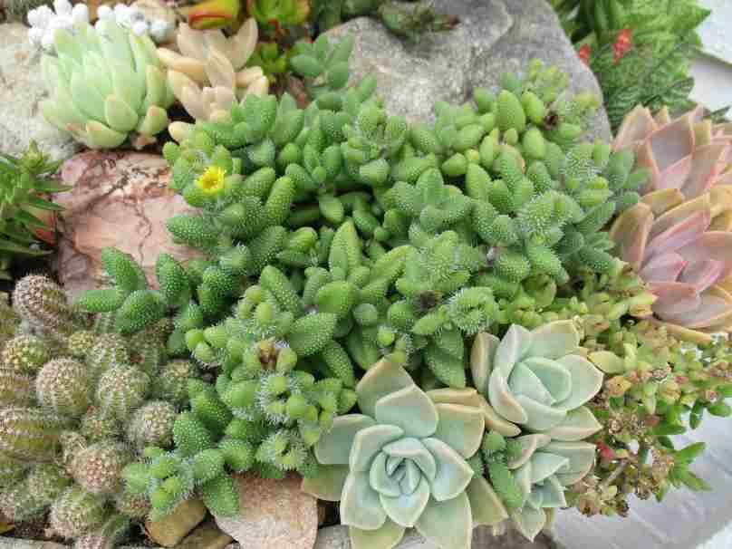 PICKLE SUCCULENTS -  TRAY OF SIX