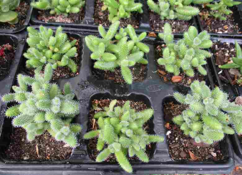 PICKLE SUCCULENTS -  TRAY OF SIX
