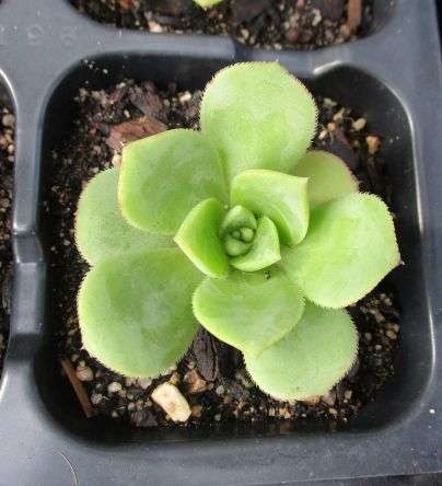 AEONIUM PINWHEEL SUCCULENTS - TRAY OF SIX