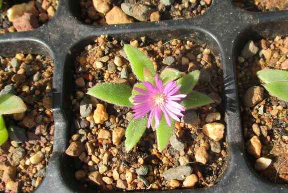 DELOSPERMA SUCCULENTS - PURPLE FLOWERS - TRAY WITH SIX ROOTED PLANTS ( succulent plants )