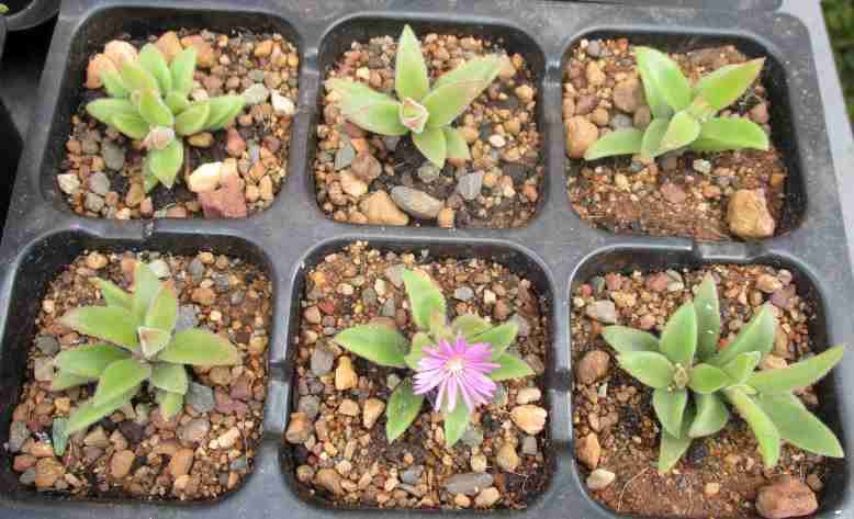 DELOSPERMA SUCCULENTS - PURPLE FLOWERS - TRAY WITH SIX ROOTED PLANTS ( succulent plants )