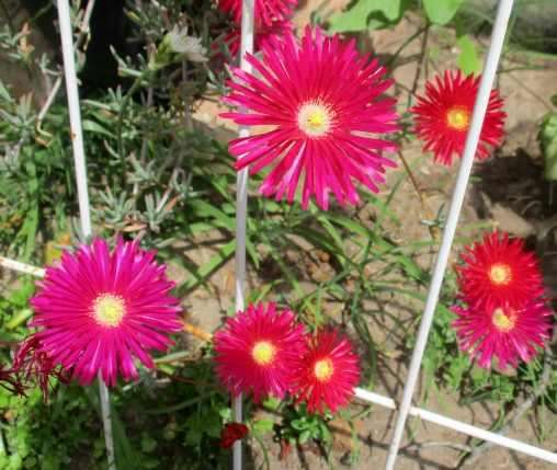 VYGIE - STUNNING RED FLOWERS, TRAY WITH 6 PLANTS ( succulents )