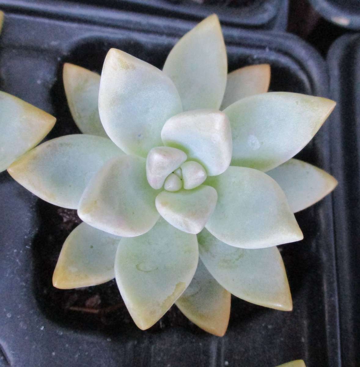 SEDUM / ECHEVERIA SUCCULENTS  , TRAY WITH 6 PLANTS