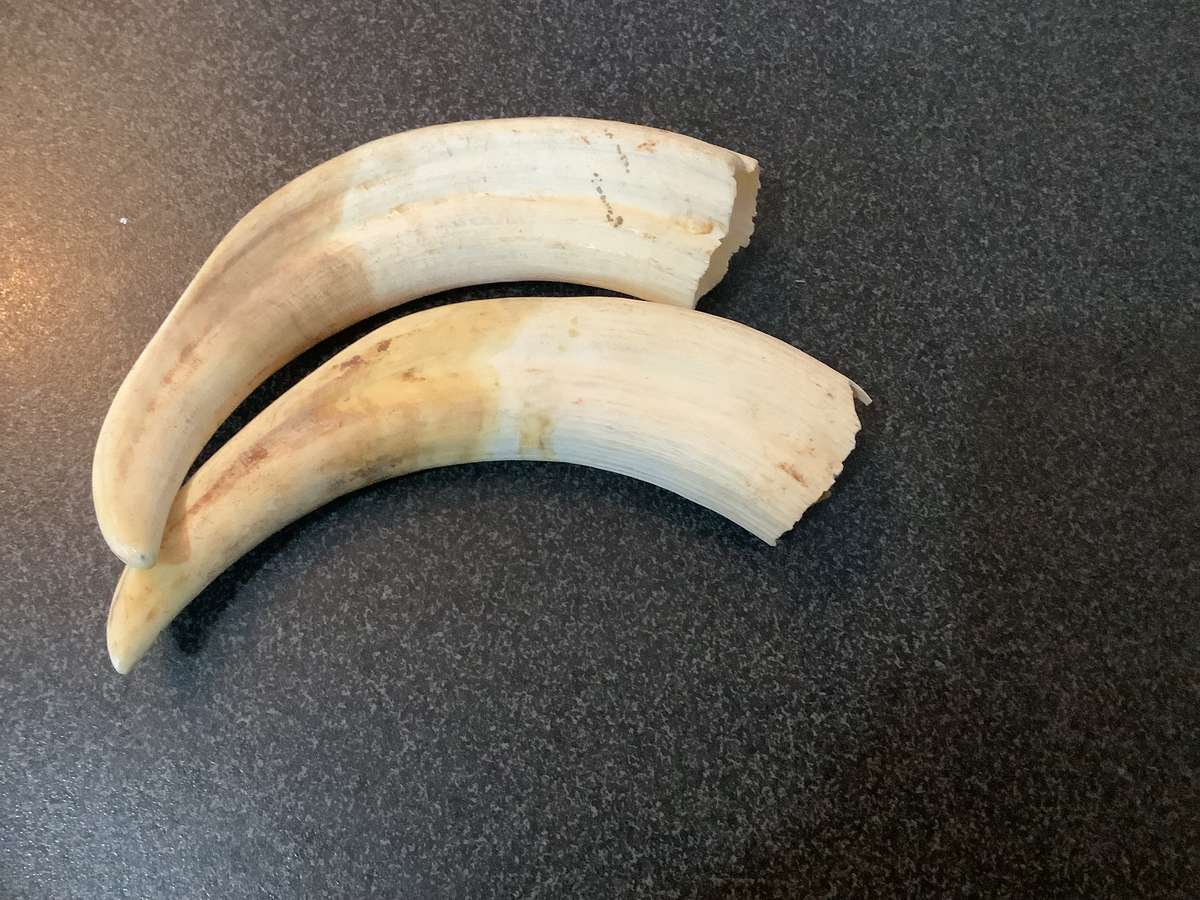 Vintage Set of warthog Tusks