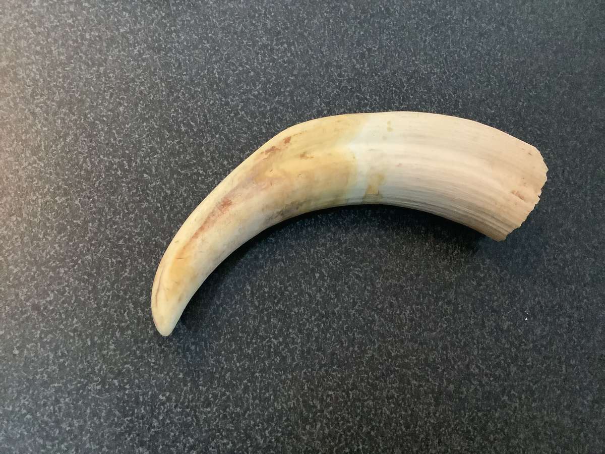 Vintage Set of warthog Tusks