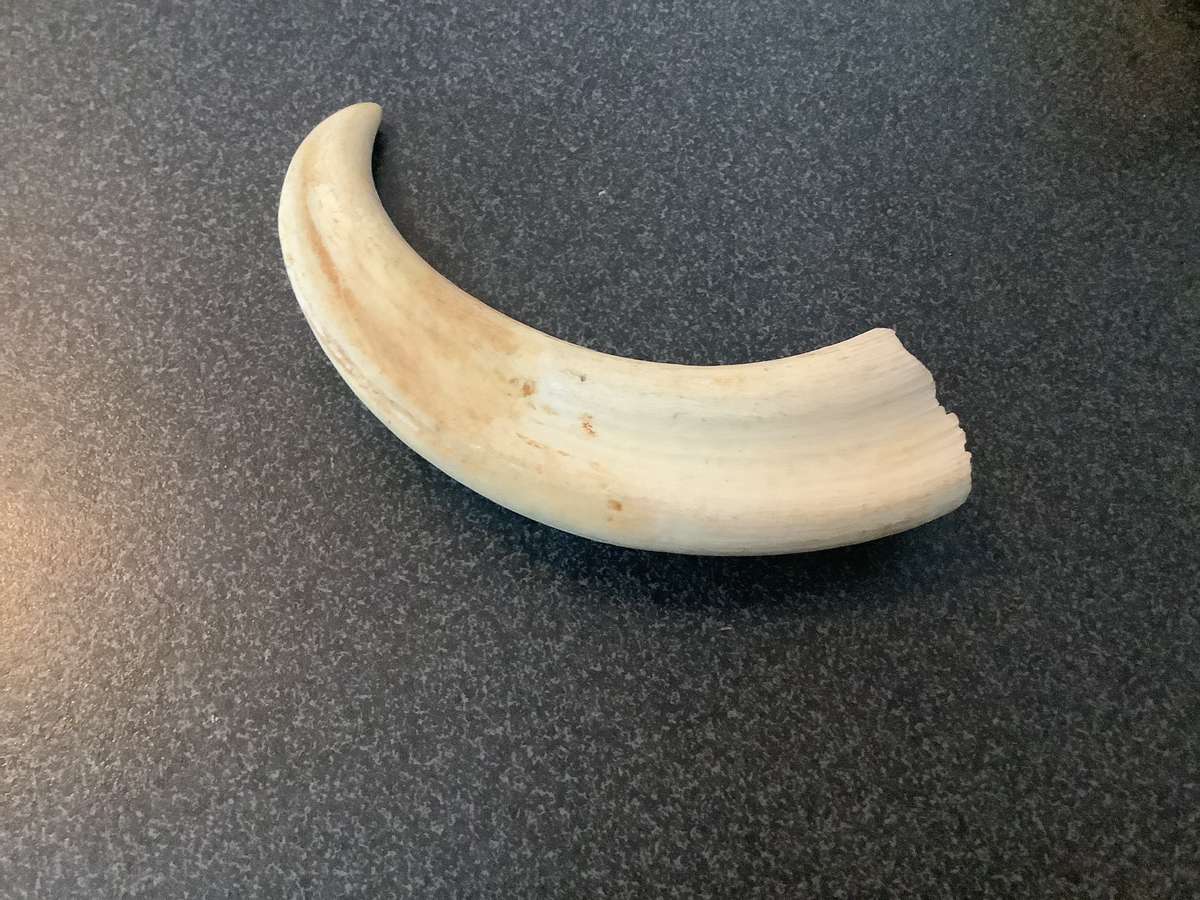 Vintage Set of warthog Tusks