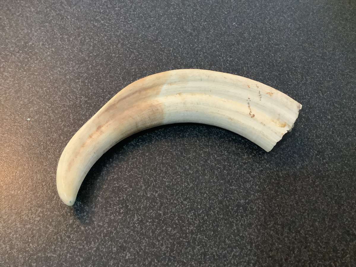 Vintage Set of warthog Tusks