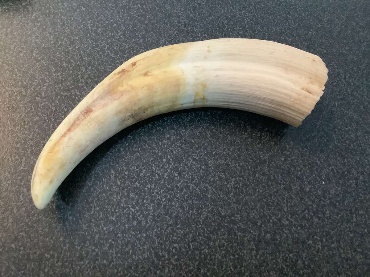 Vintage Set of warthog Tusks
