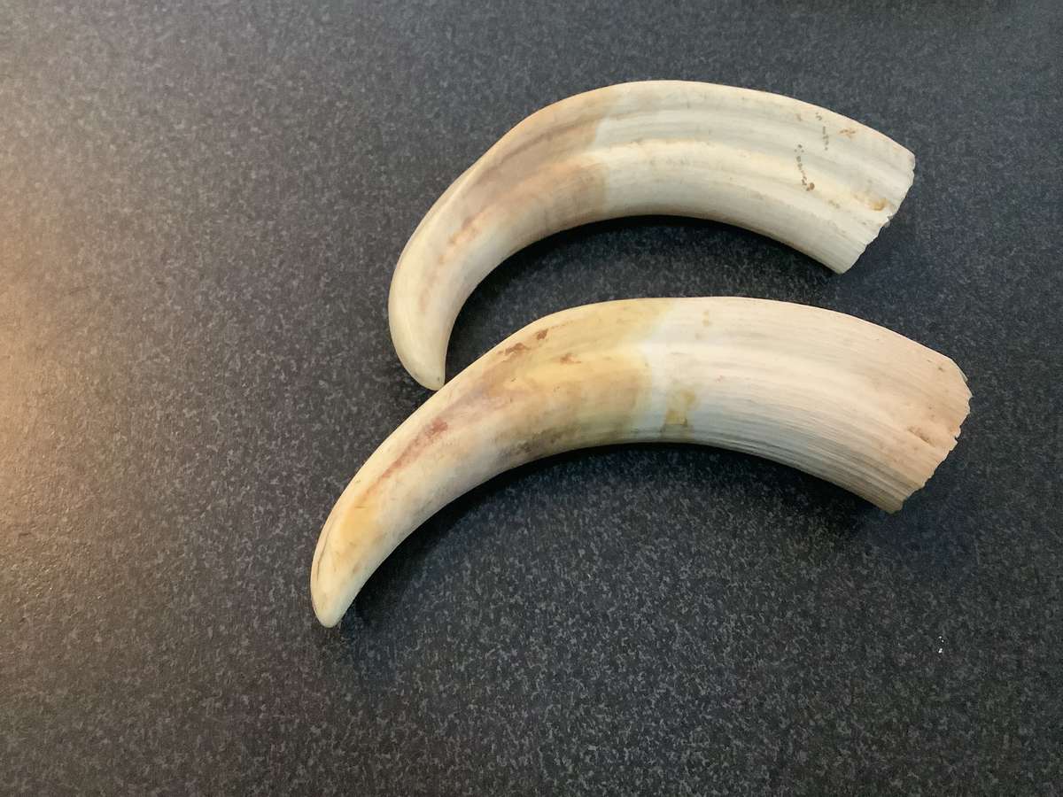 Vintage Set of warthog Tusks