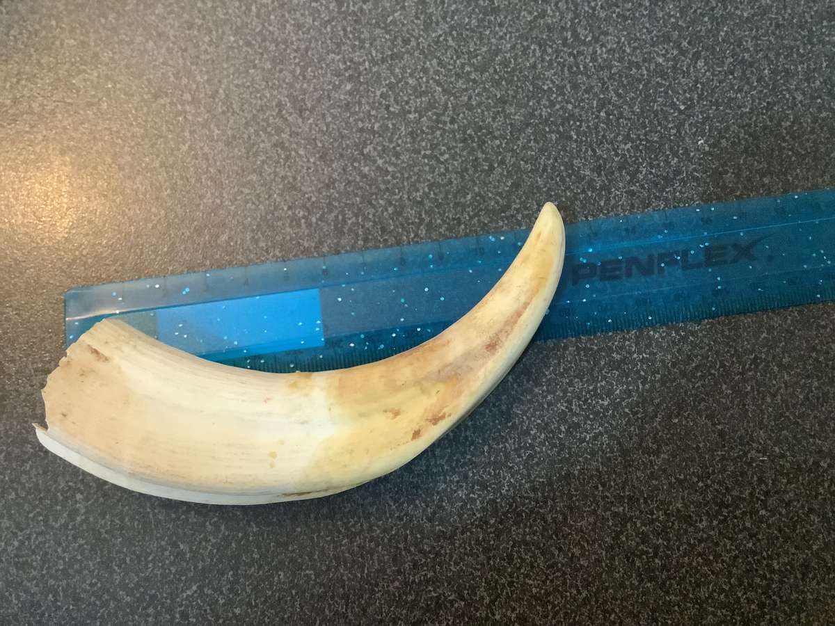 Vintage Set of warthog Tusks