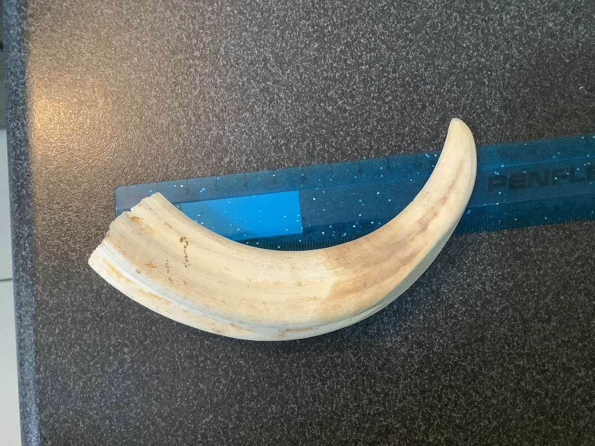 Vintage Set of warthog Tusks