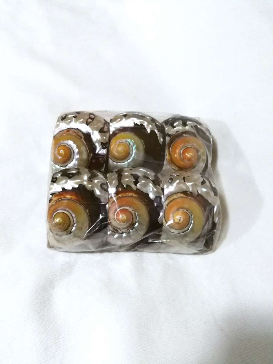 Serviette holders made from polished Turban Shells