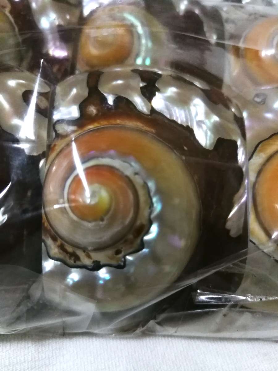 Serviette holders made from polished Turban Shells