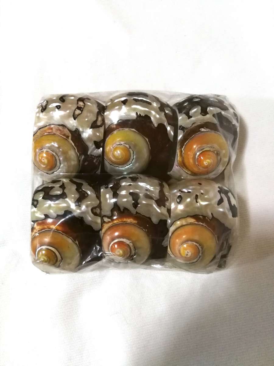 Serviette holders made from polished Turban Shells