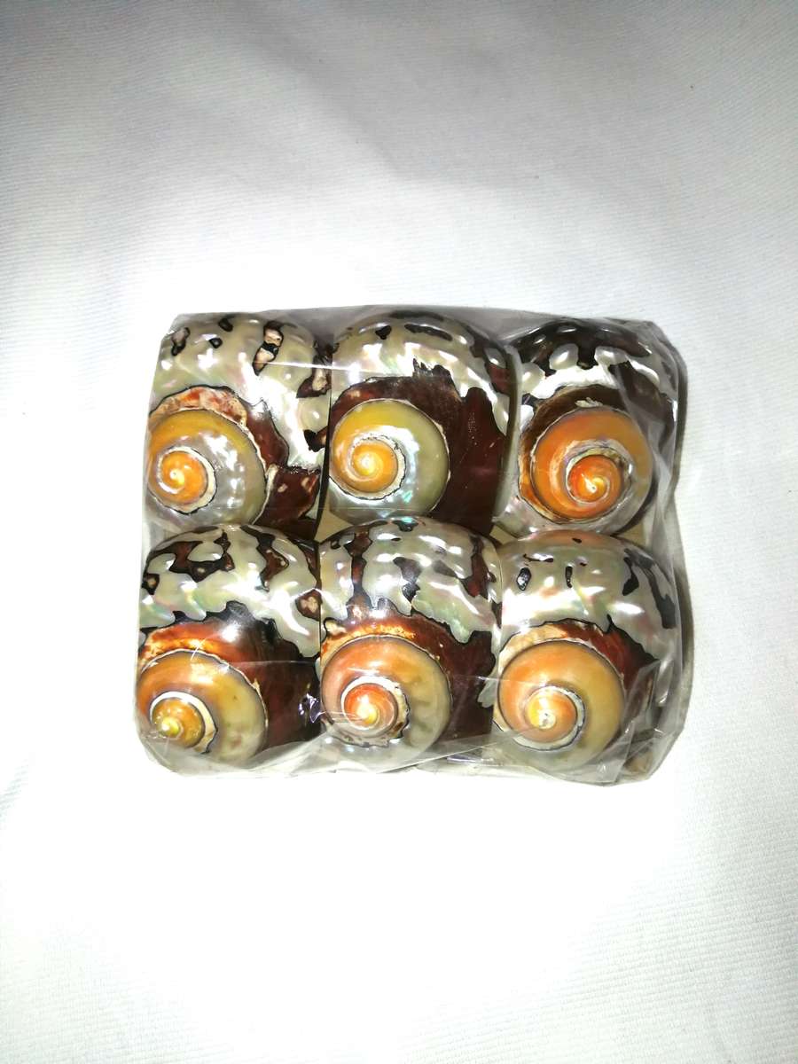 Serviette holders made from polished Turban Shells