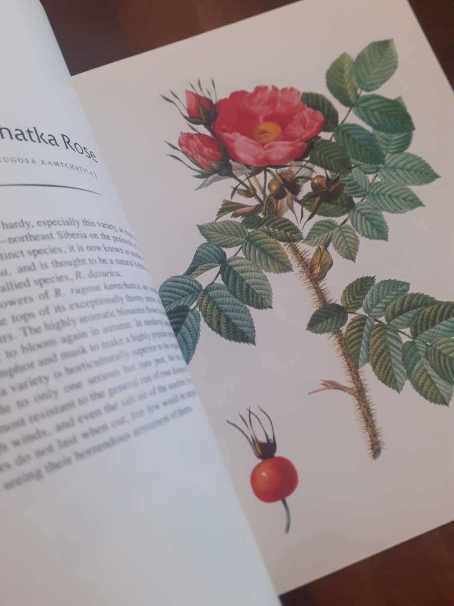 The Complete Book of 169 Redoute Roses ~ Frank J Anderson