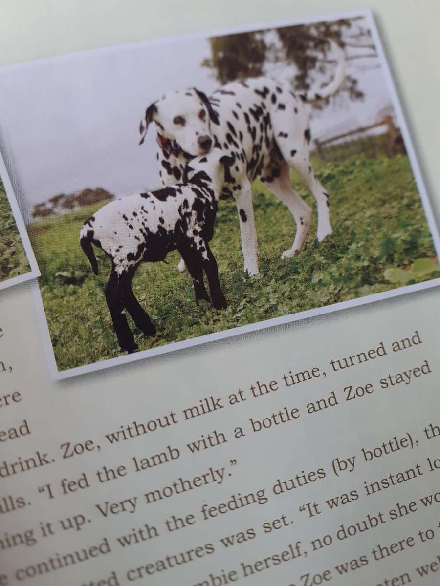 Unlikely Loves ~ Jennifer S Holland