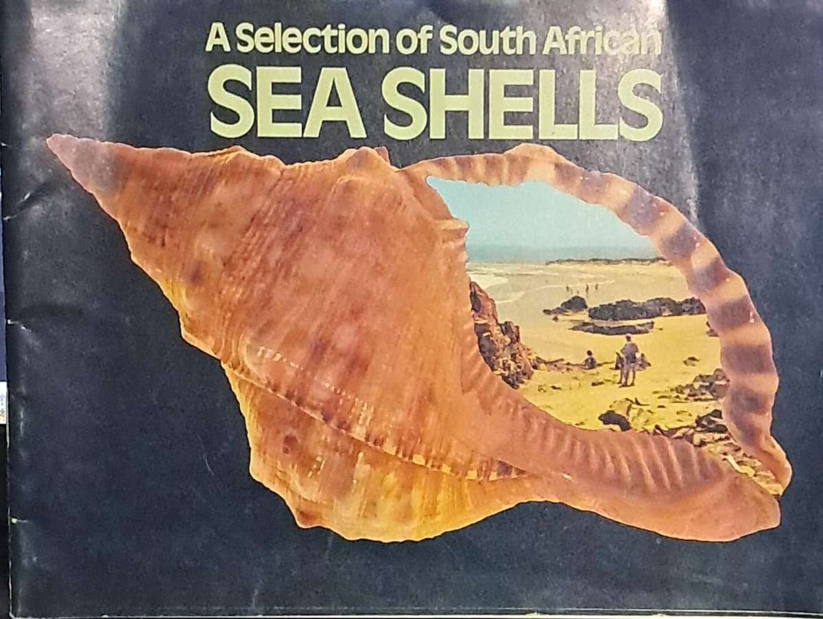 A selection of Southern african sea shells