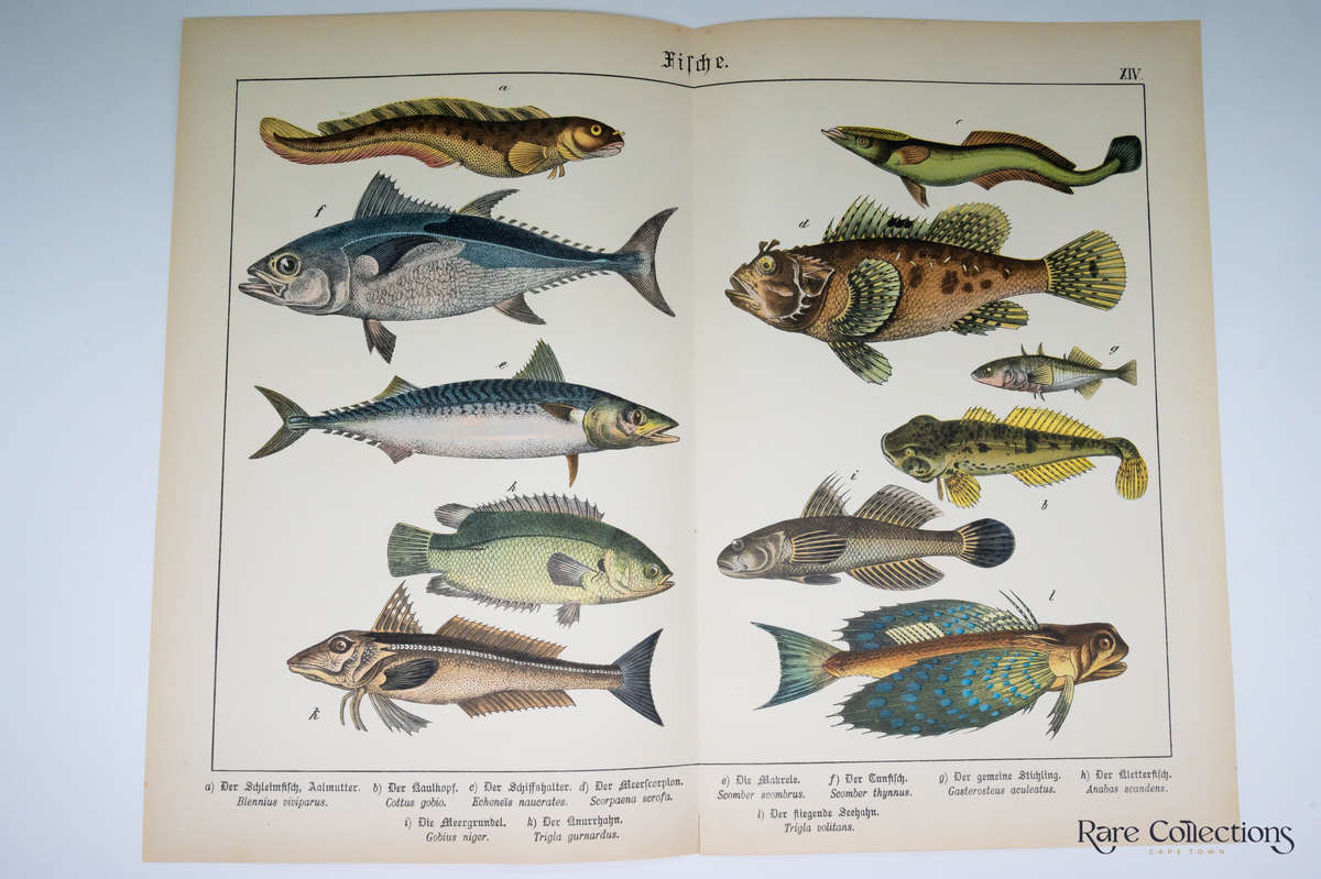 Naturgeschichte Des Tierreichs, or Natural History of the Animal Realm by Schubert, Gotthilf Heinric
