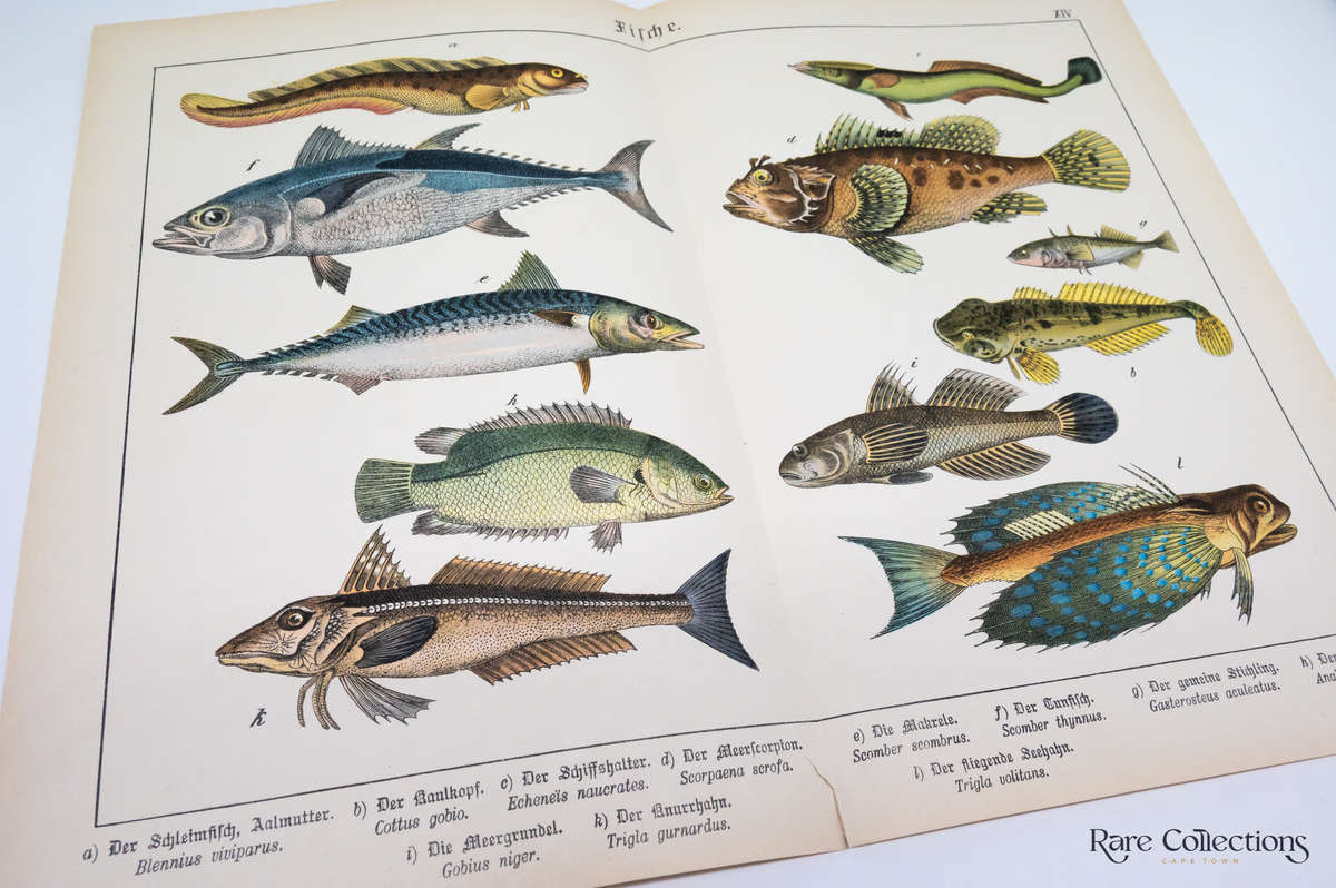 Naturgeschichte Des Tierreichs, or Natural History of the Animal Realm by Schubert, Gotthilf Heinric