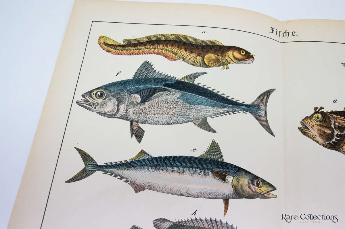 Naturgeschichte Des Tierreichs, or Natural History of the Animal Realm by Schubert, Gotthilf Heinric