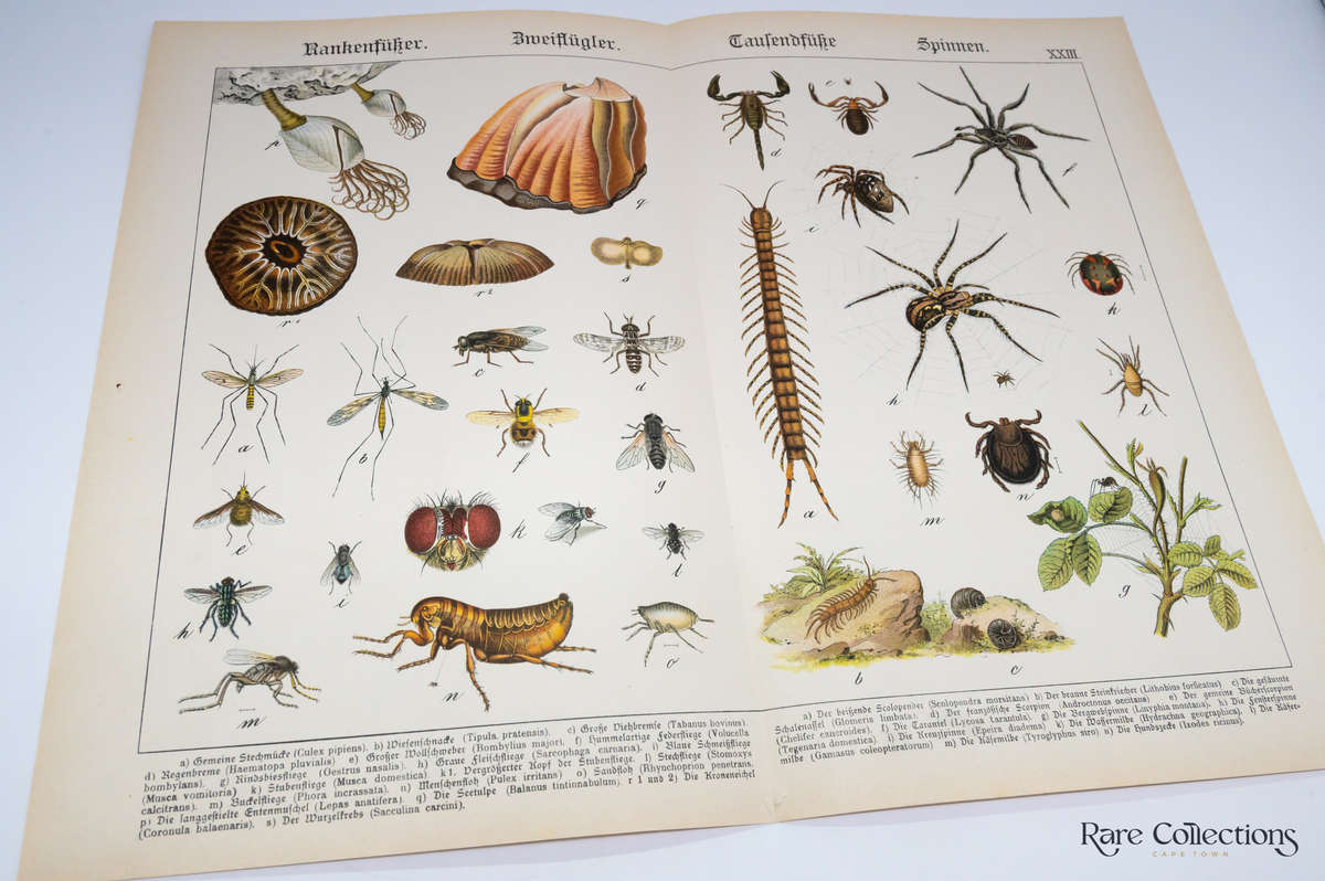 Naturgeschichte Des Tierreichs, or Natural History of the Animal Realm by Schubert, Gotthilf Heinric